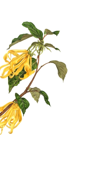 ylang_ylang-artwork